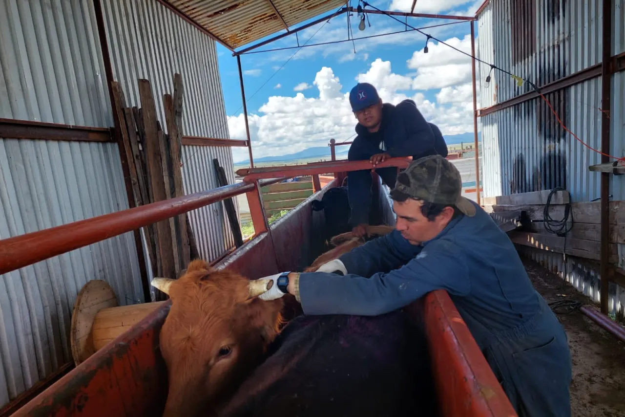 Fortalece Chihuahua la sanidad agropecuaria con inversión de 145 mdp