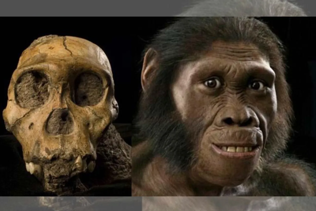 Ancestros humanos usaban sus manos para trepar árboles y fabricar herramientas