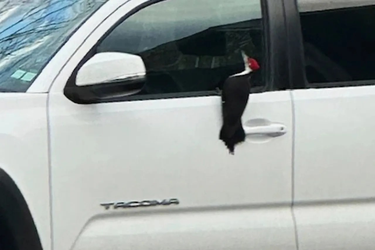 El terror de los autos; pájaro carpintero cambia los árboles por los cristales
