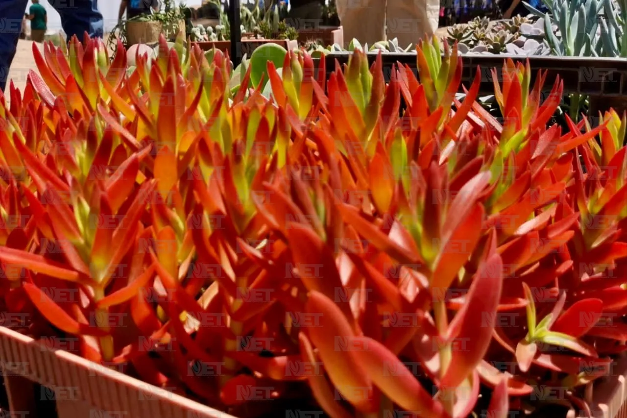 Plantatón 2025 reforestará parque Liras-Los Colorines