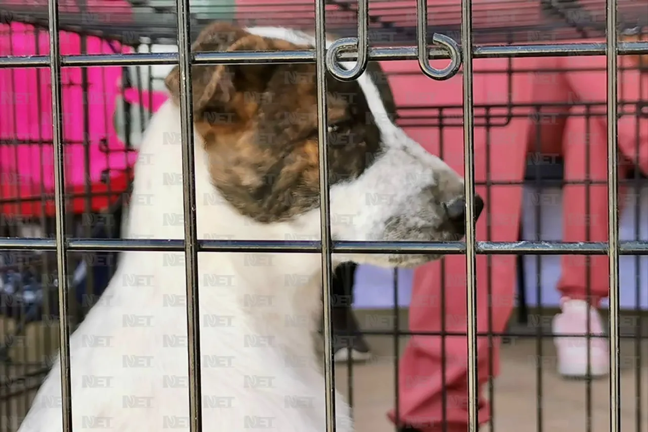 Gari promueve la adopción responsable en Gran Patio