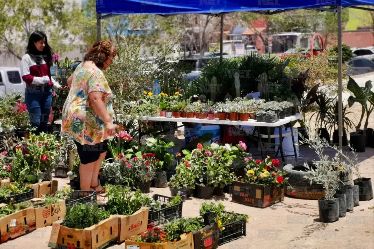 Plantatón 2025 reforestará parque Liras-Los Colorines