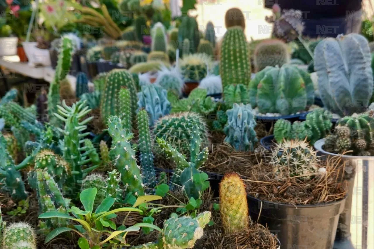 Plantatón 2025 reforestará parque Liras-Los Colorines