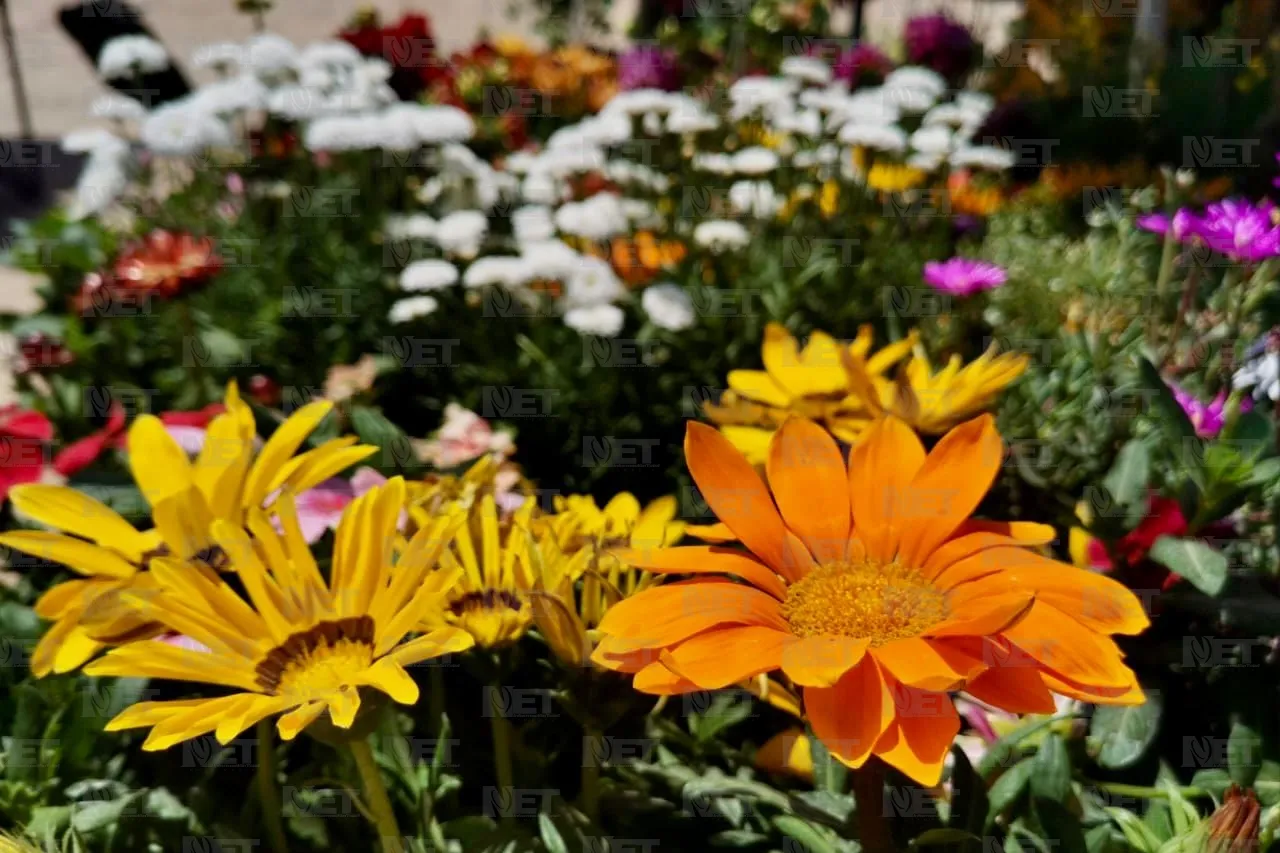 Plantatón 2025 reforestará parque Liras-Los Colorines