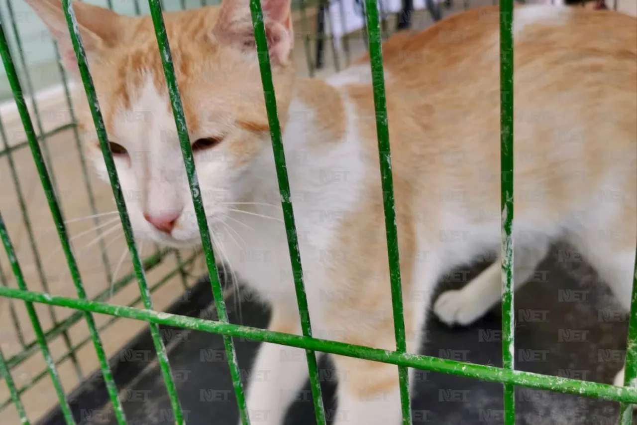 Gari promueve la adopción responsable en Gran Patio
