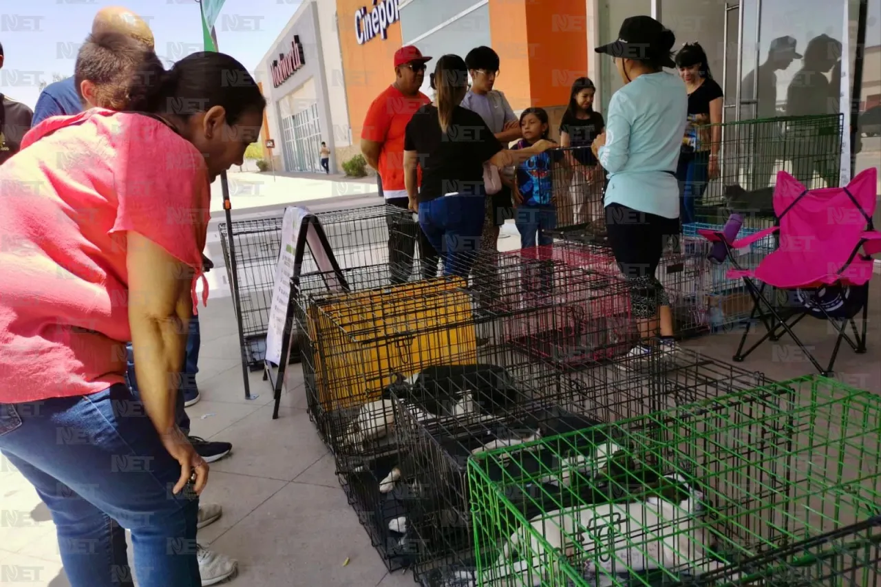 Gari promueve la adopción responsable en Gran Patio