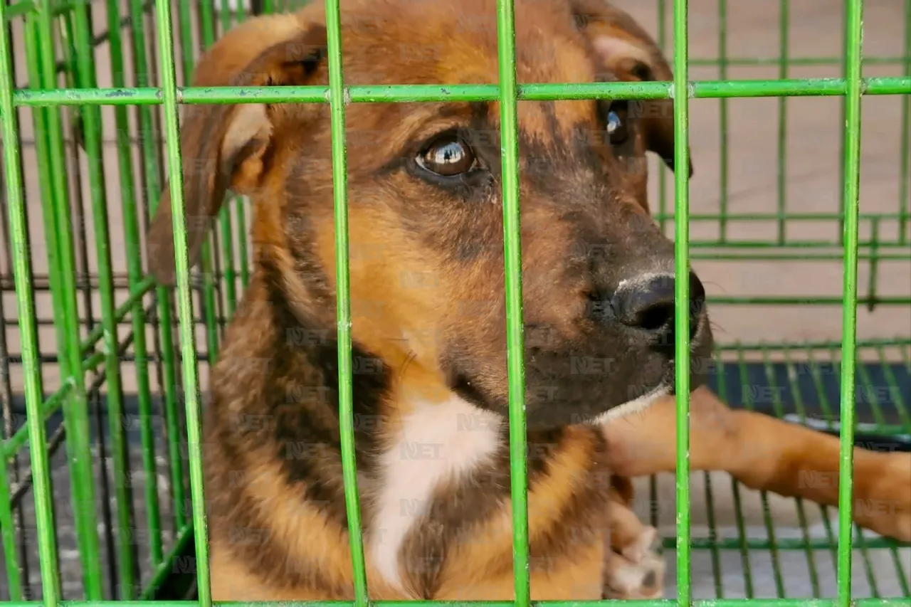 Gari promueve la adopción responsable en Gran Patio