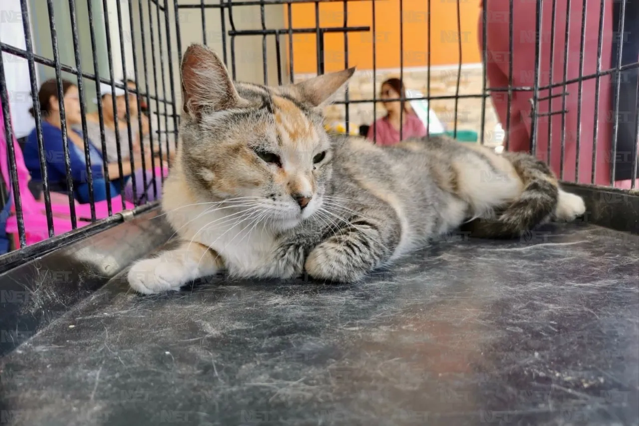 Gari promueve la adopción responsable en Gran Patio