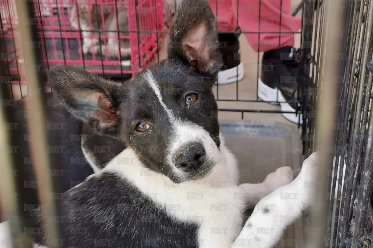 Gari promueve la adopción responsable en Gran Patio