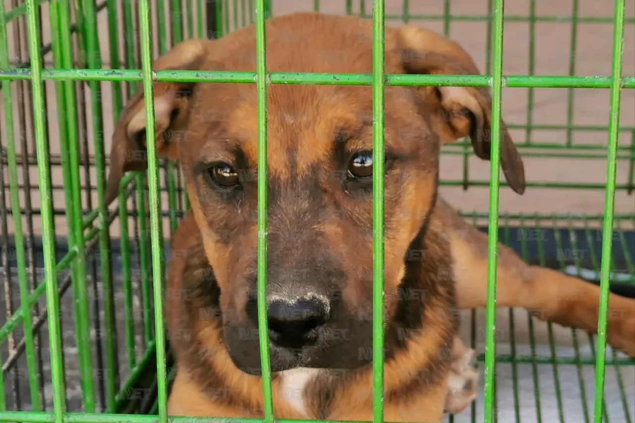 Gari promueve la adopción responsable en Gran Patio