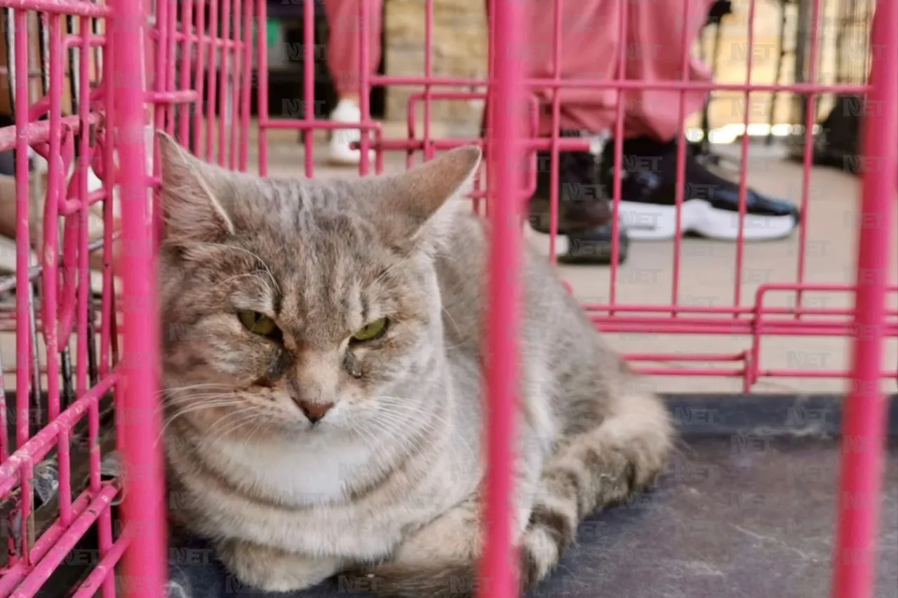 Gari promueve la adopción responsable en Gran Patio