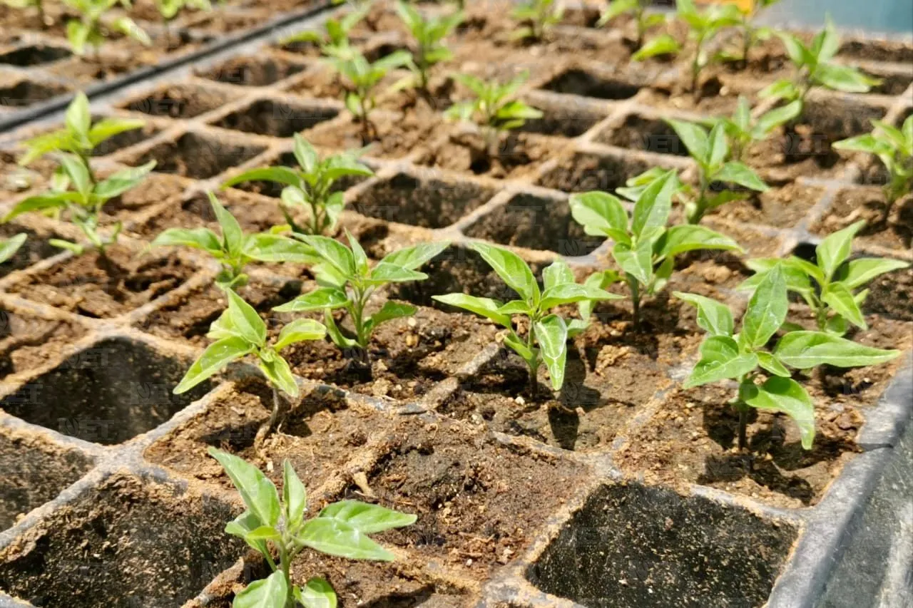 Plantatón 2025 reforestará parque Liras-Los Colorines