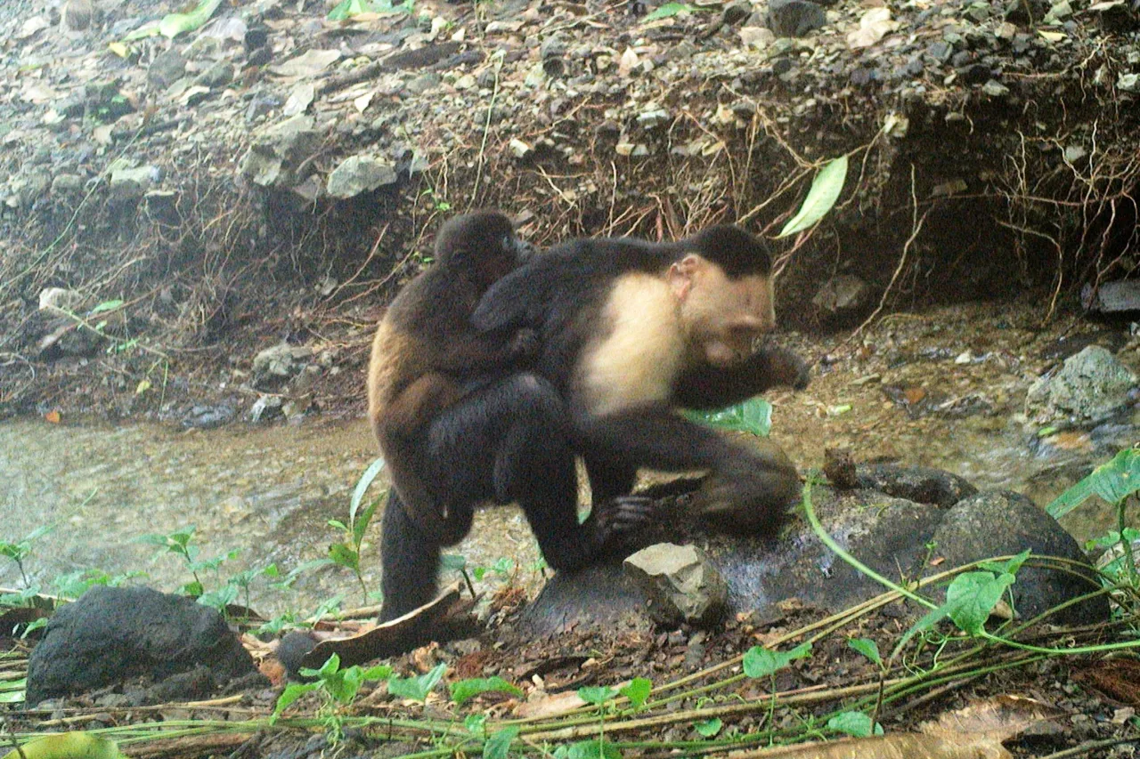 Videos muestran a monos aulladores presumiblemente secuestrados por capuchinos
