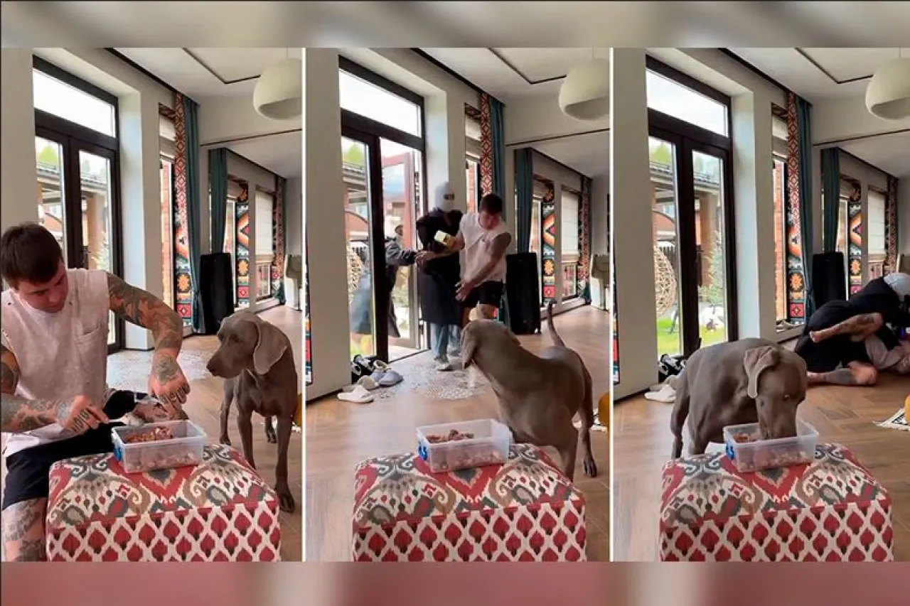 Quiso ver cómo reaccionaba su perro ante el estrés y esto fue lo que pasó