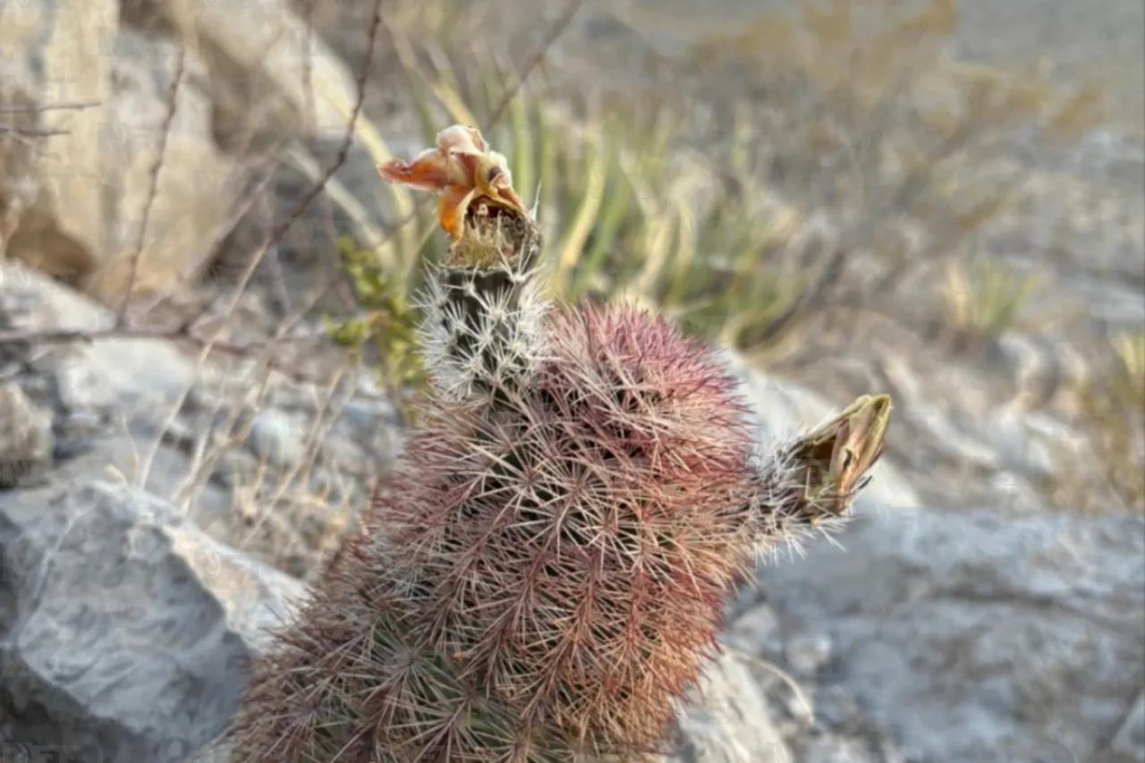 Abejas solitarias, su importancia para el Desierto Chihuahuense