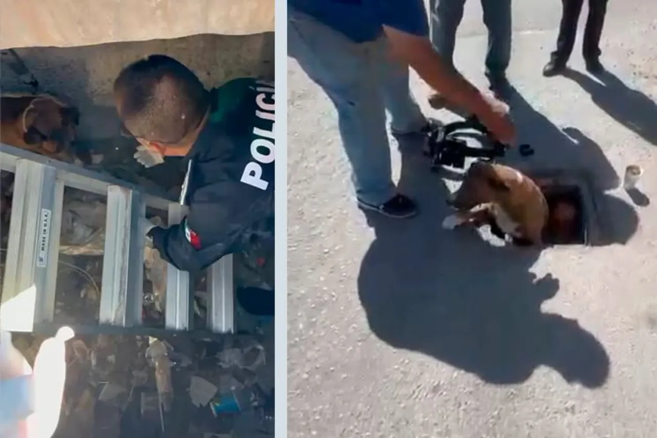 Rescatan agentes a perrito atrapado en alcantarilla en la colonia Galeana