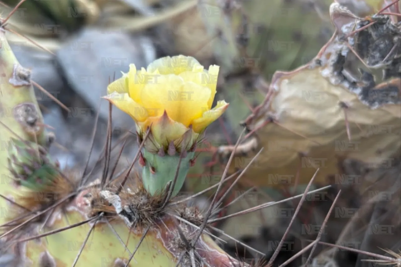 Abejas solitarias, su importancia para el Desierto Chihuahuense