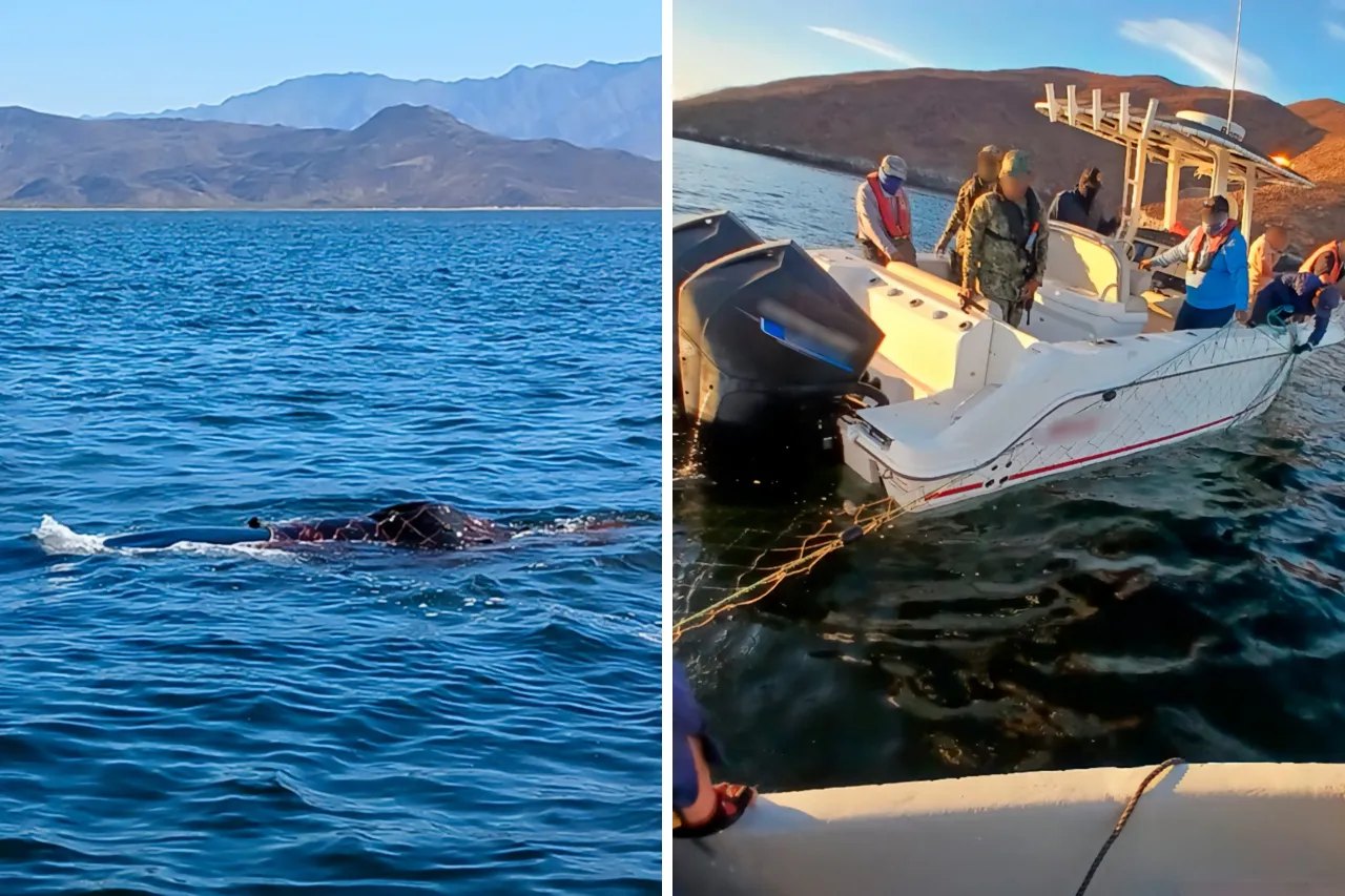 Liberan a ballena jorobada enmallada en el Golfo de California
