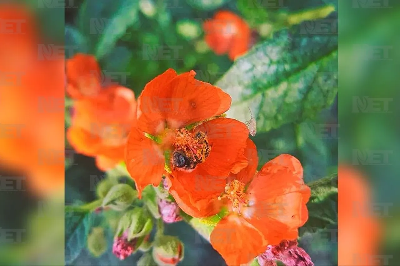 Abejas solitarias, su importancia para el Desierto Chihuahuense
