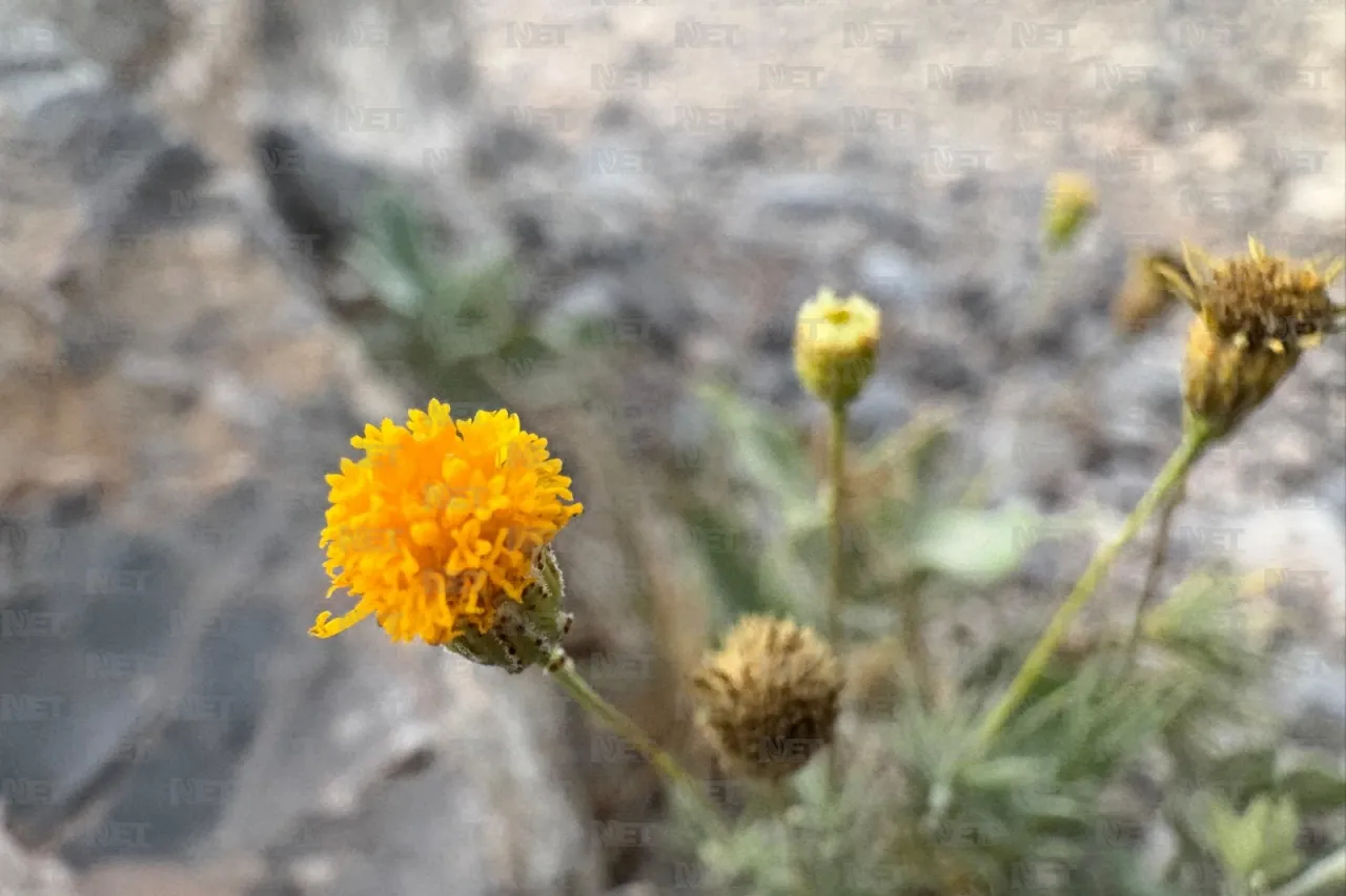 Abejas solitarias, su importancia para el Desierto Chihuahuense