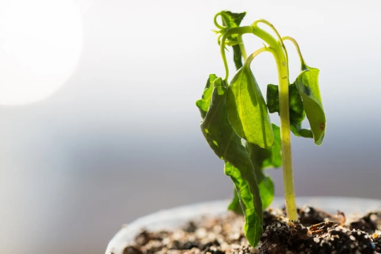 Cuidas tus plantas: Consejos clave para protegerlas del calor de 40°C