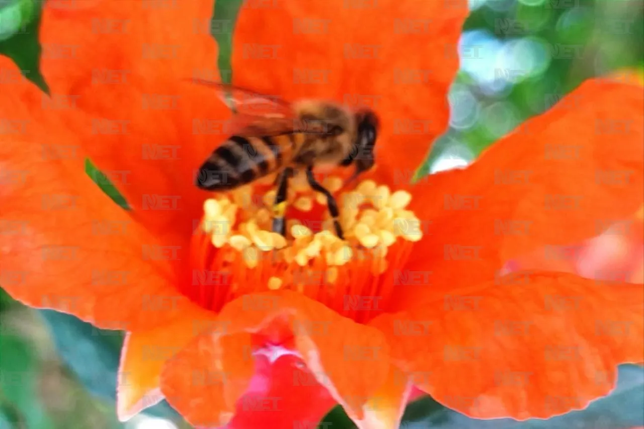 Abejas solitarias, su importancia para el Desierto Chihuahuense