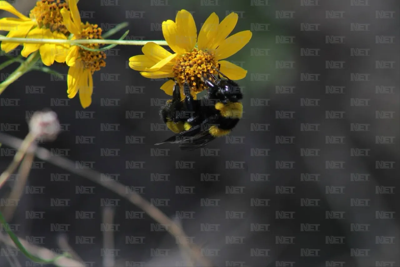 Abejas solitarias, su importancia para el Desierto Chihuahuense