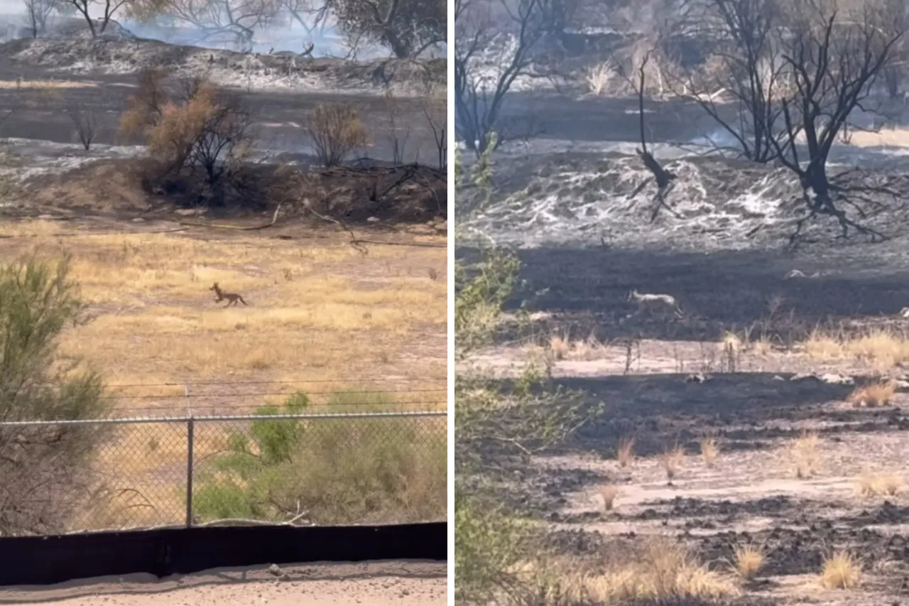 Video: Coyotes huyen de su hábitat por fuerte incendio en El Paso