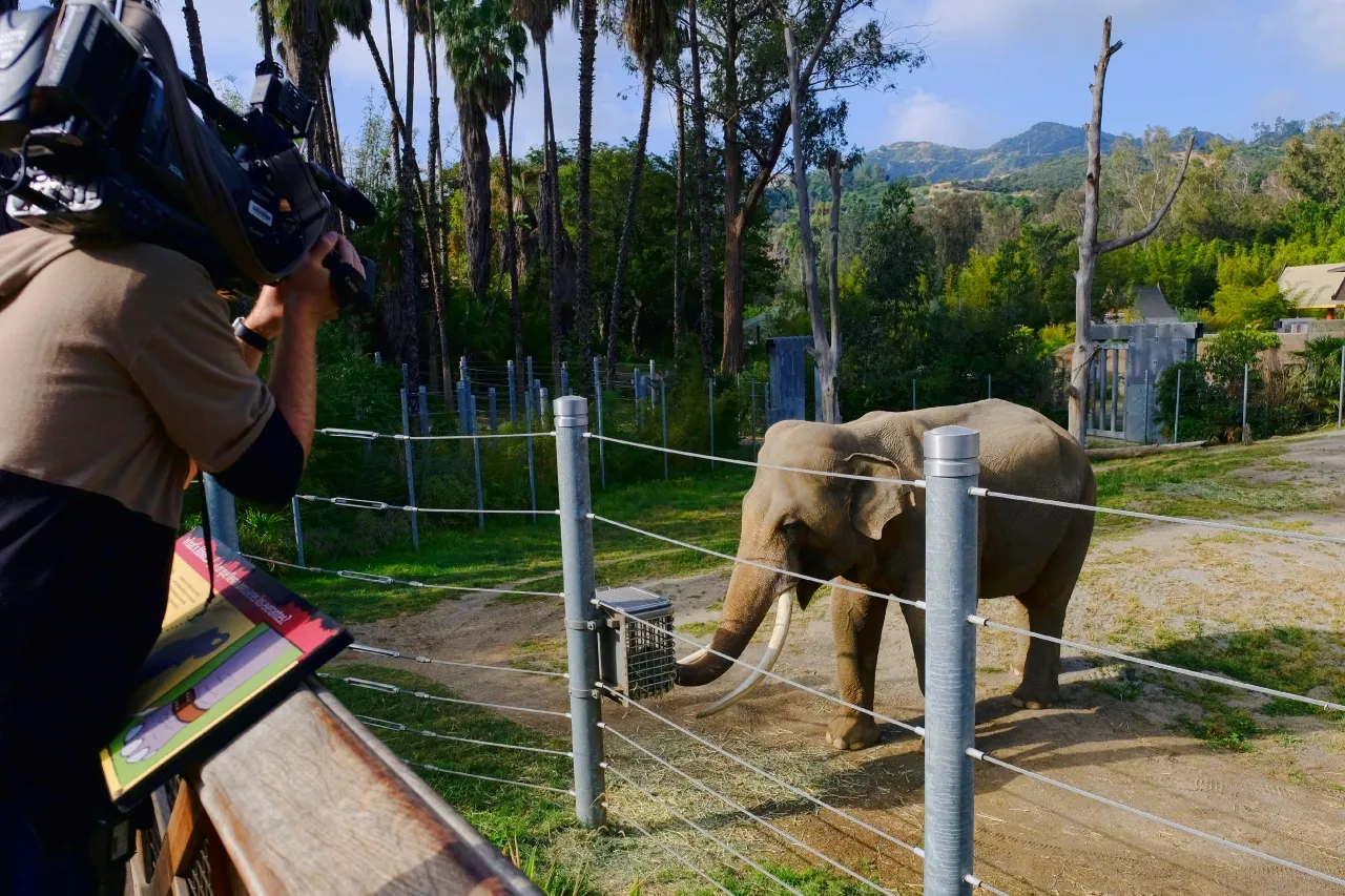 Elefantes ancianos de LA son enviados a un zoológico de Oklahoma