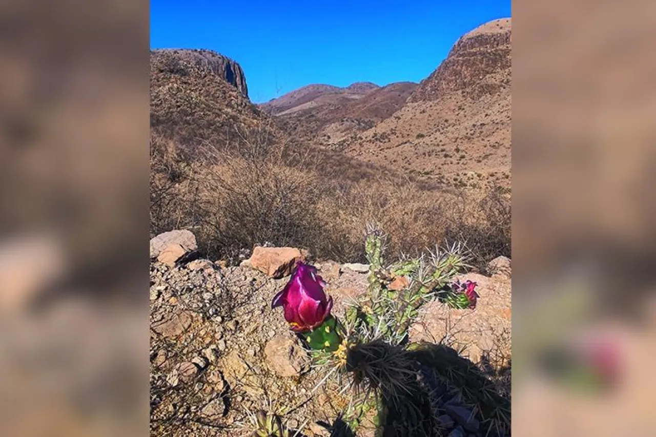 Critica asociación a diputado del PVEM por ignorar protección de áreas naturales