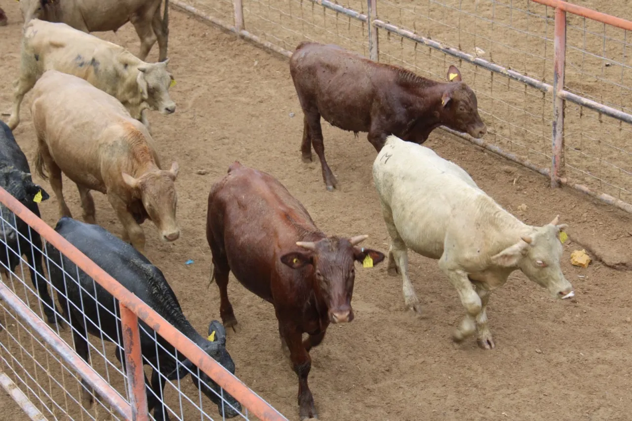 Chihuahua se suma a propuesta de crear cinturones sanitarios para ganado