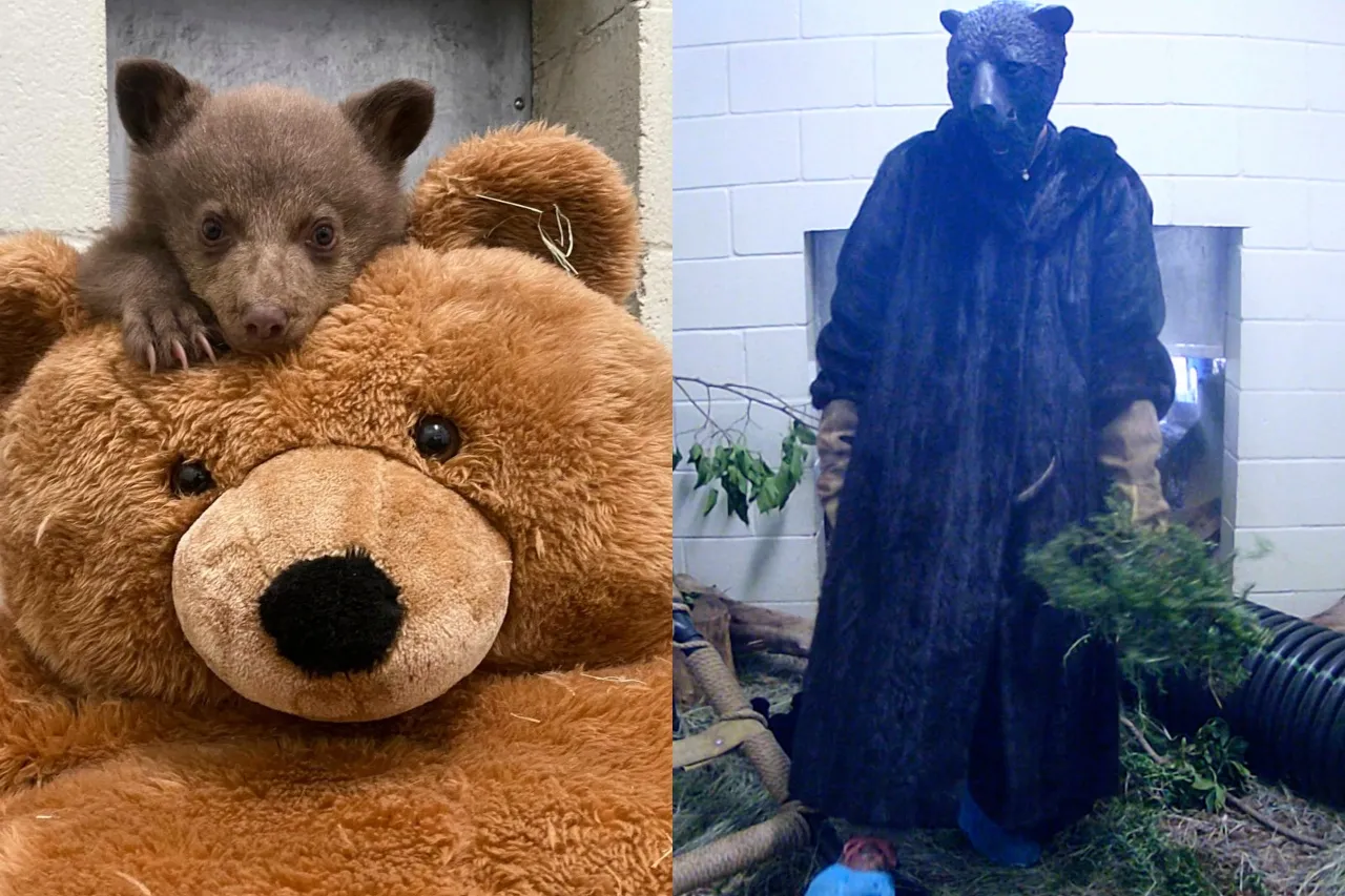 Osezno huérfano encuentra consuelo en un oso de peluche y cuidadores disfrazados