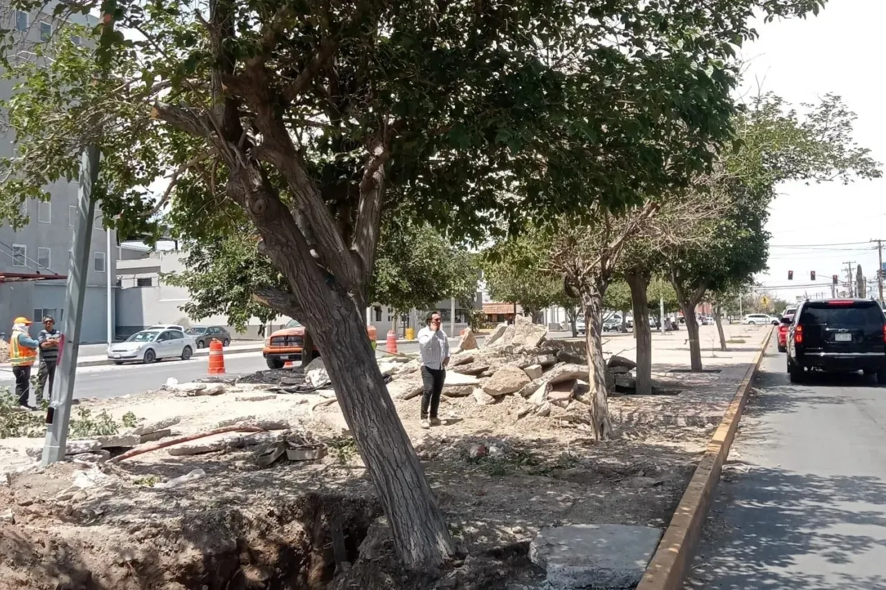 Que quienes talaron árboles frente a Plaza Alameda paguen y resarzan a la ciudad