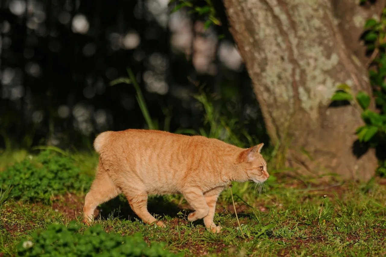 En Japón, los gatos sin cola se consideran de buena suerte