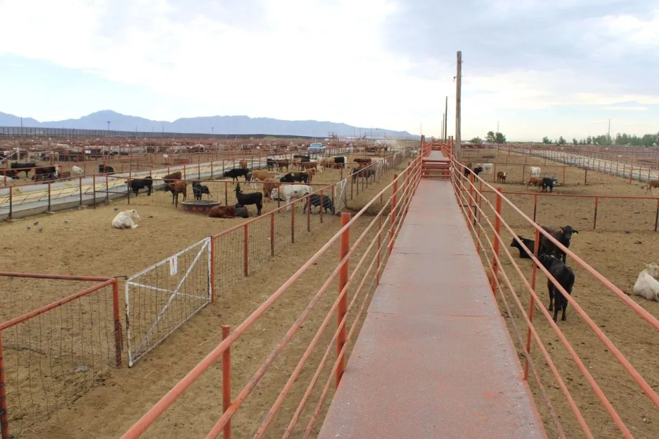 Acumulan productores 150 mdd en pérdidas por cierre a exportación de ganado