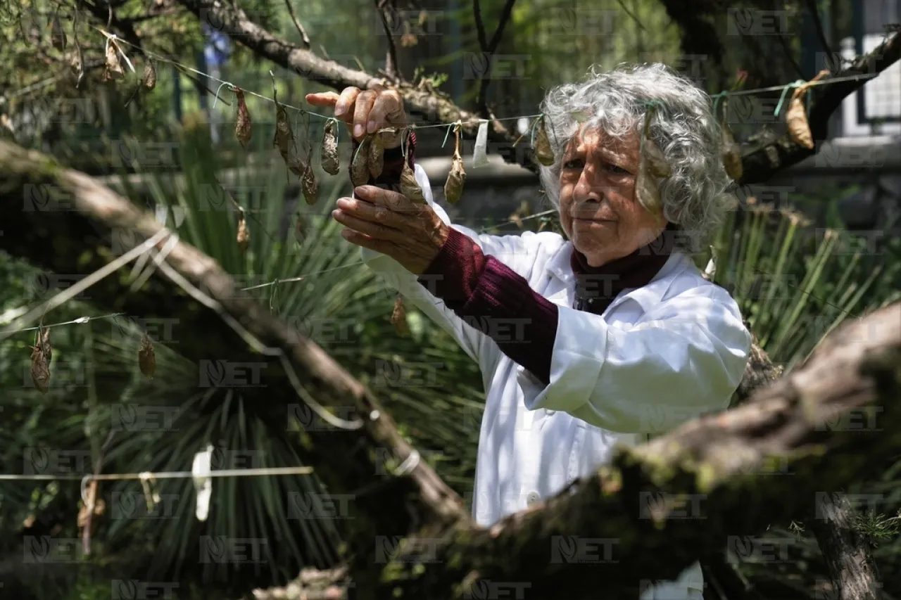 Una guardería de mariposas, el secreto de un museo de Ciudad de México