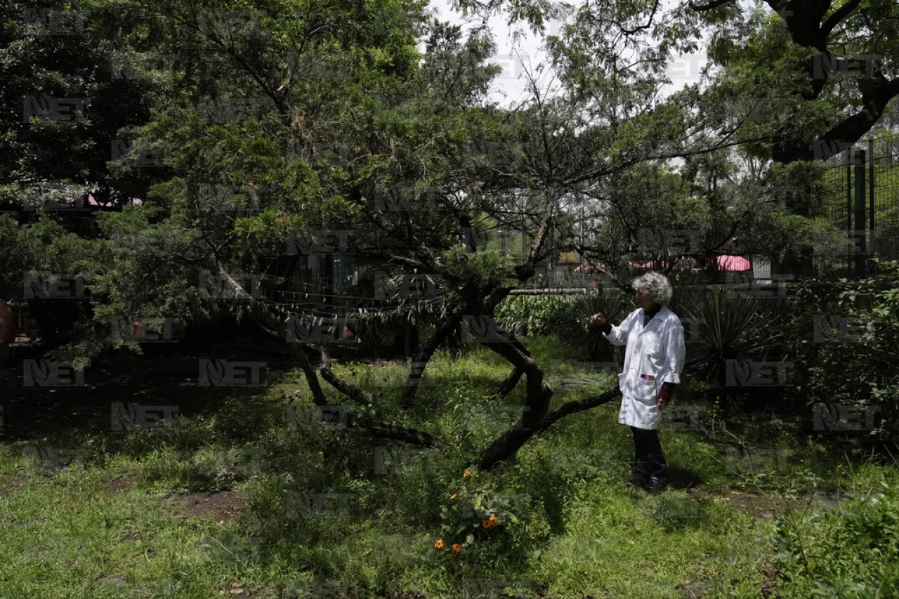 Una guardería de mariposas, el secreto de un museo de Ciudad de México