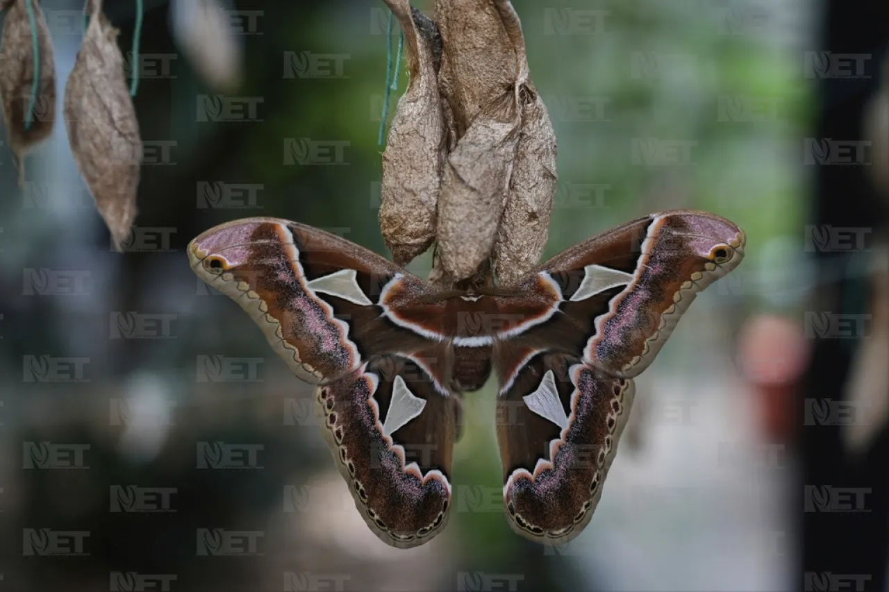 Una guardería de mariposas, el secreto de un museo de Ciudad de México