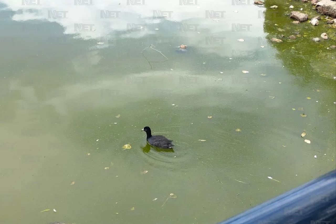 Mejoramiento del lago, principal petición de visitantes del Parque Central