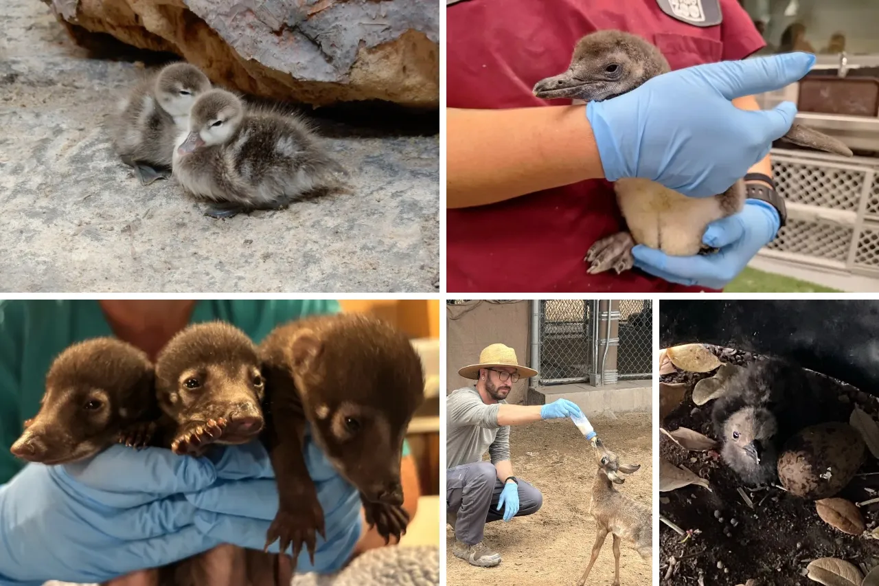 Presenta Zoológico de El Paso a animales que nacieron esta primavera