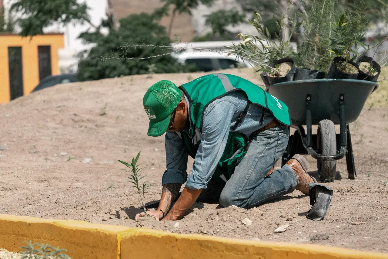 Planta Alex Pérez Escalante más de 500 árboles en mayo