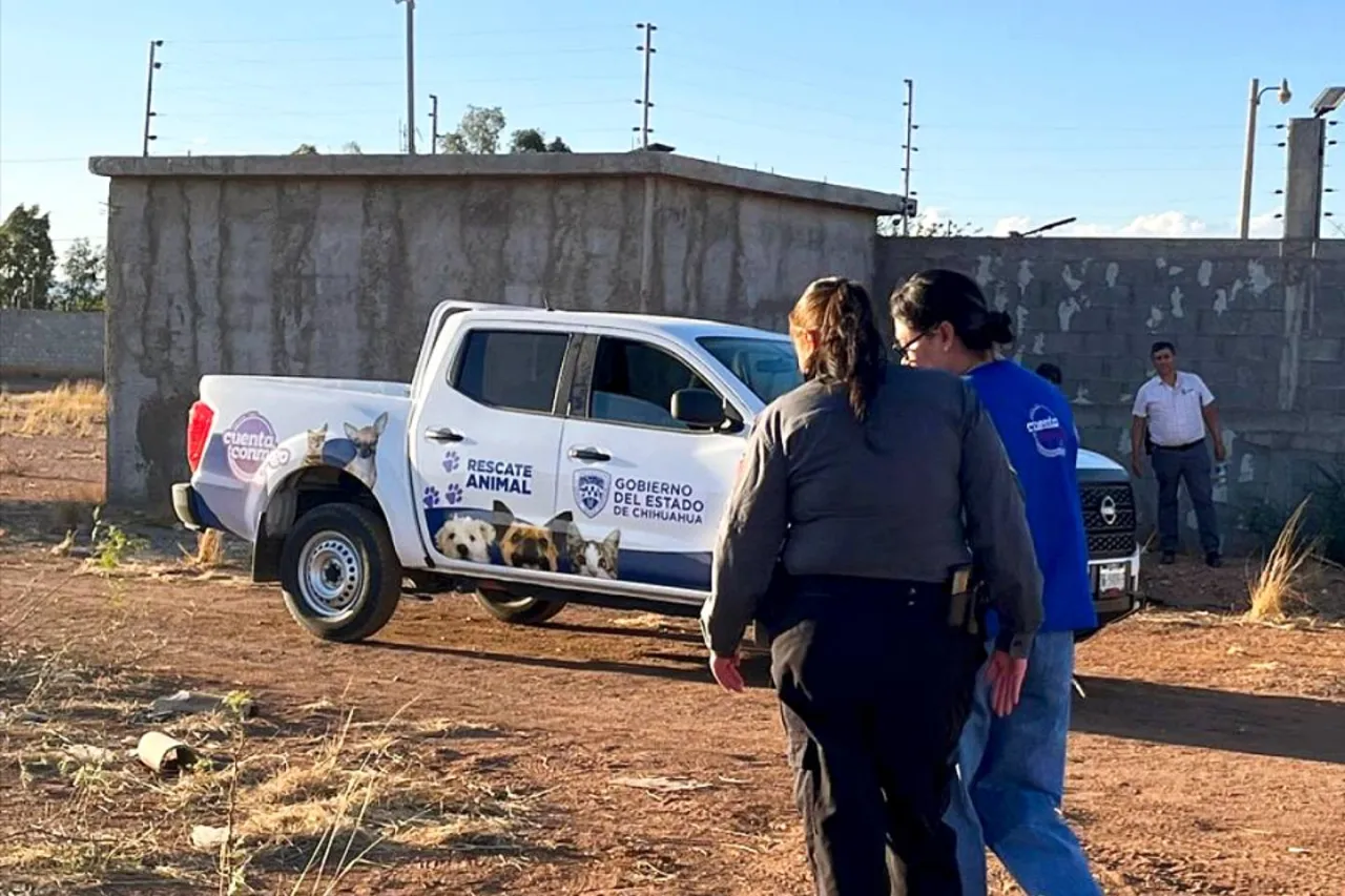 Otro caso de maltrato: arrojan chapopote contra 4 perros en Chihuahua