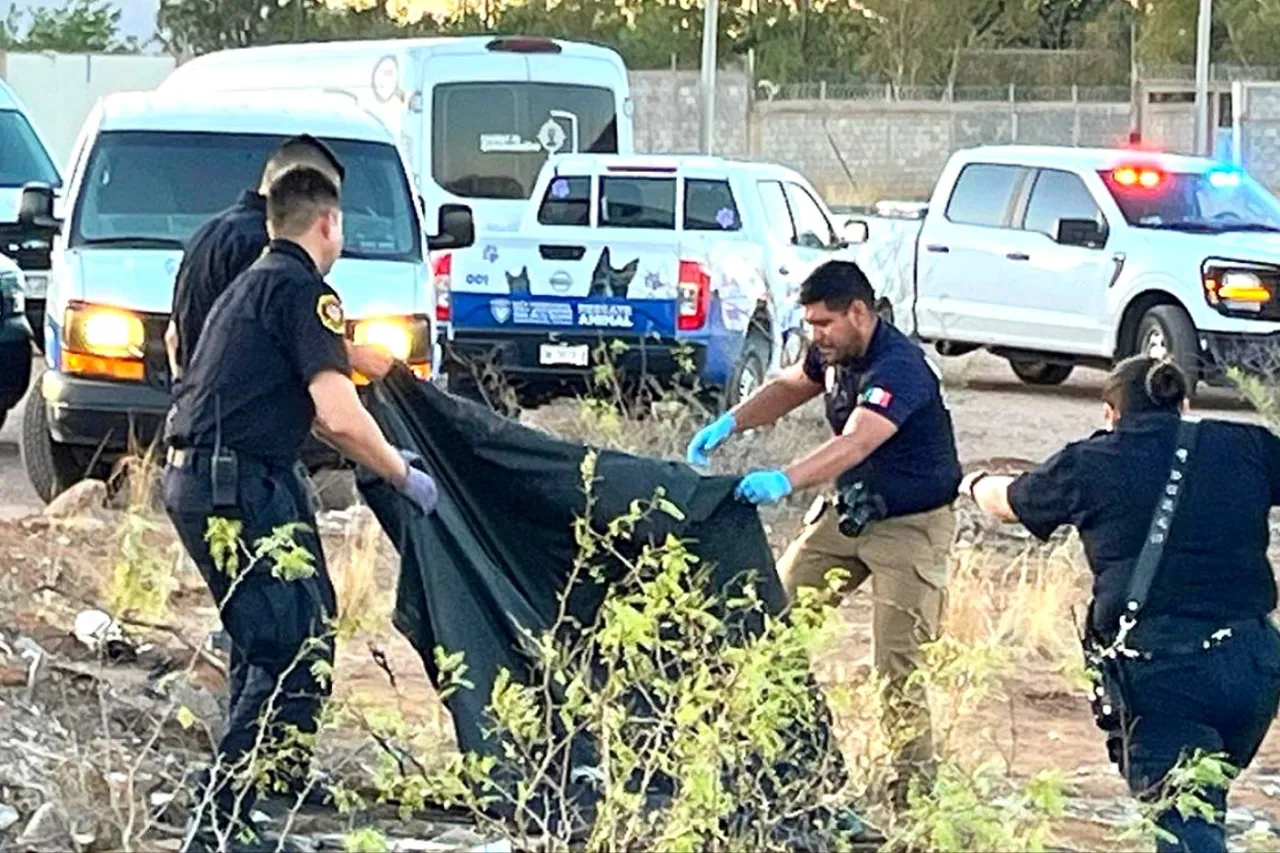 Otro caso de maltrato: arrojan chapopote contra 4 perros en Chihuahua