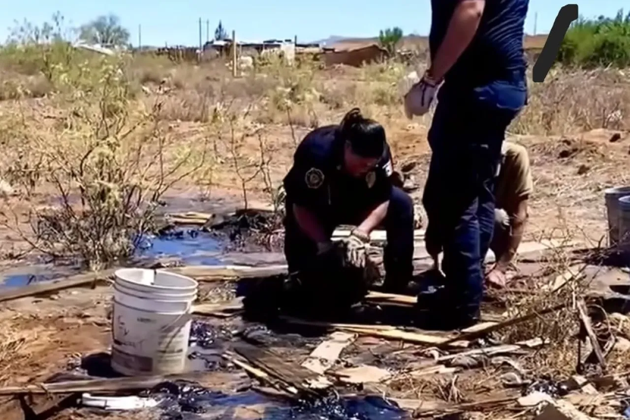 Marcharán para exigir justicia por perros con chapopote
