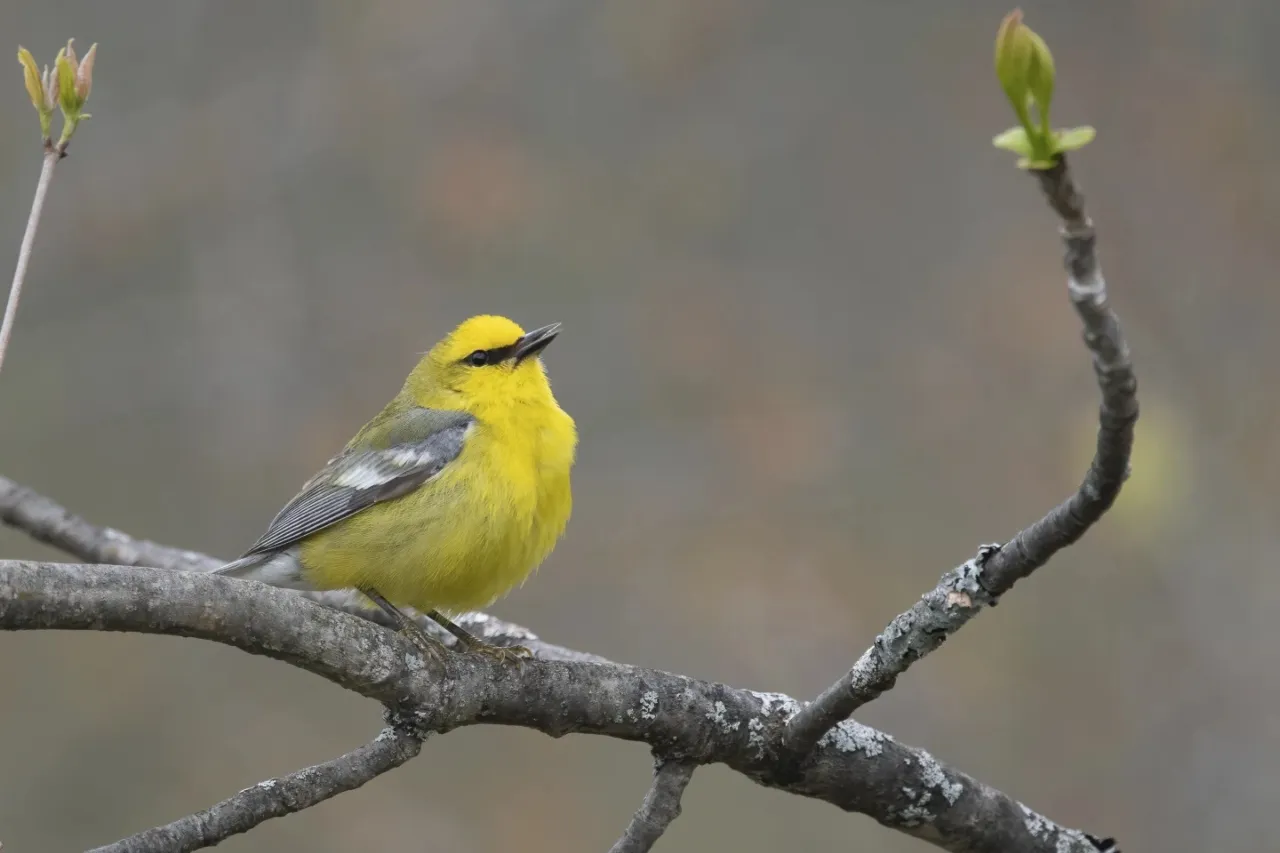 Cómo bajar el volumen y proteger la vida silvestre en su patio y jardín