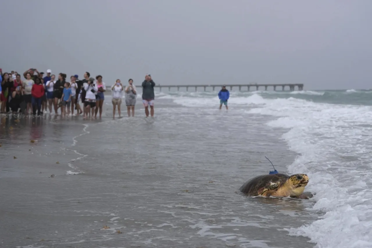 La tortuga Dilly Dally regresa al océano después de la amputación de una aleta