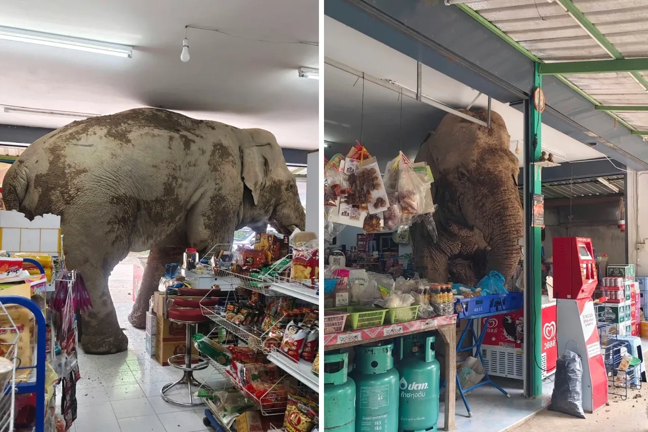 Video: Elefante salvaje hambriento asalta una tienda de comestibles en Tailandia