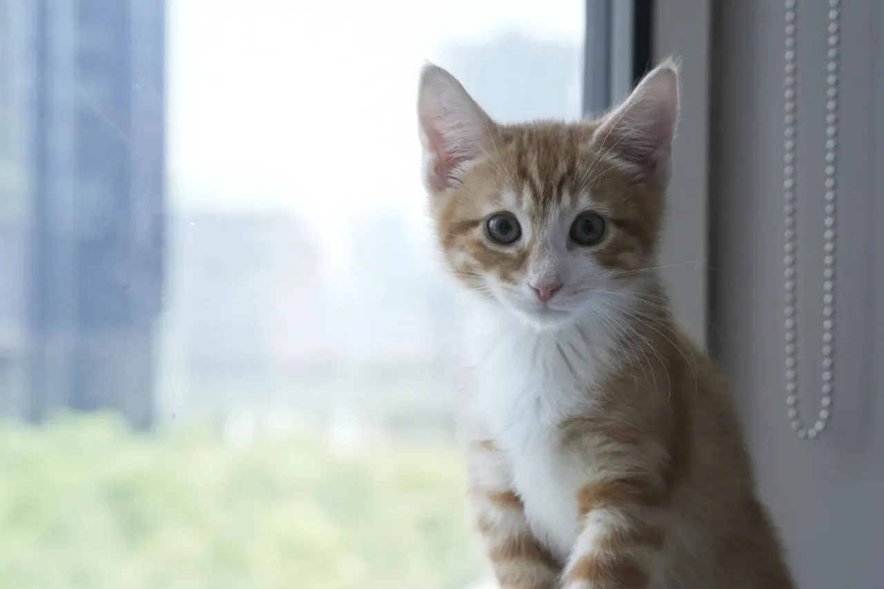 Bienvenidos a la temporada de gatitos, cuando los refugios necesitan toda ayuda