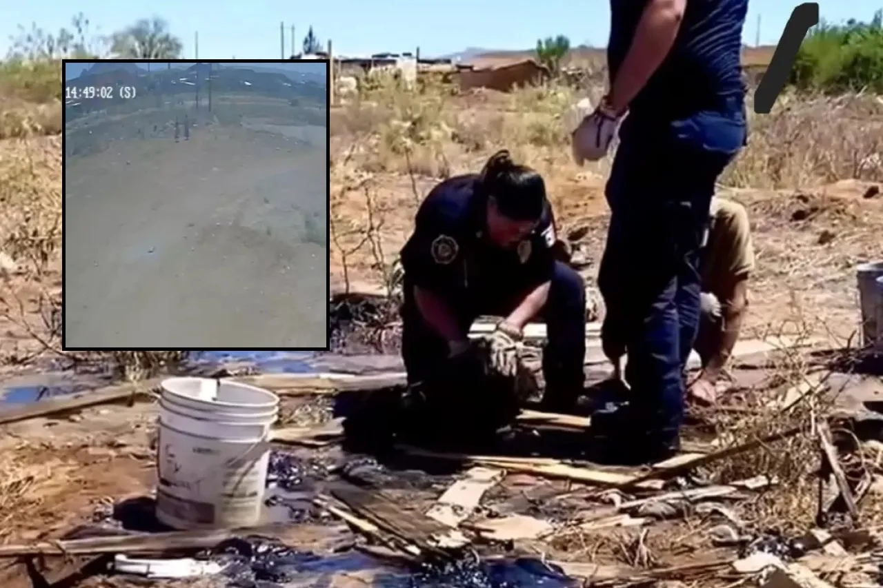 Difunden momento en que los 4 perros cayeron a charco de chapopote en Chihuahua