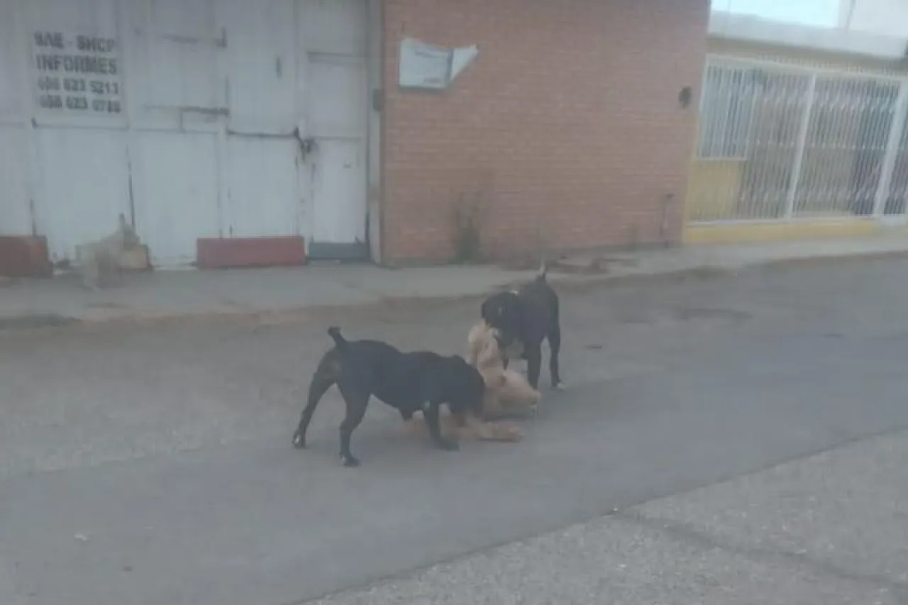 Eutanasia a pitbulls agresivos: acumulaban 5 ataques en una misma colonia
